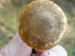 Gymnopilus ferruginosus