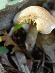 Gymnopilus ferruginosus