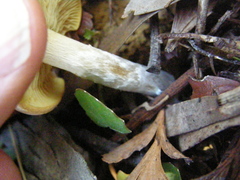 Gymnopilus ferruginosus