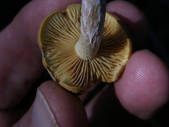 Gymnopilus ferruginosus