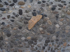 Perixera illepidaria