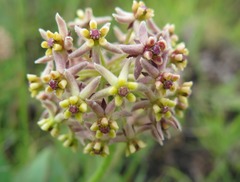 Asclepias montevaga