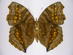 Junonia chorimene