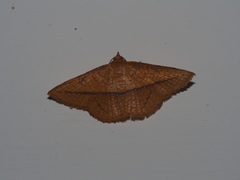 Striglina