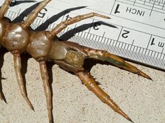 Ethmostigmus rubripes