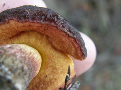 Boletus leptospermi