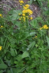 Packera pseudaurea