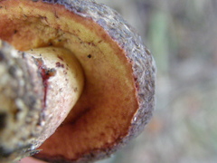 Boletus leptospermi