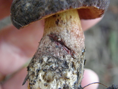 Boletus leptospermi