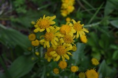 Packera pseudaurea
