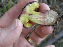 Boletus leptospermi