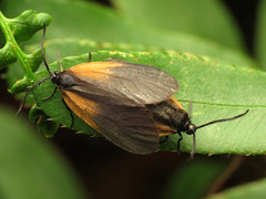 Pyromorpha dimidiata