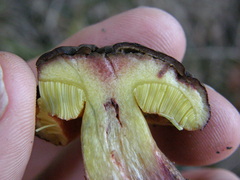 Boletus leptospermi