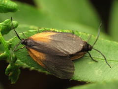 Pyromorpha dimidiata