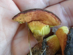 Boletus leptospermi