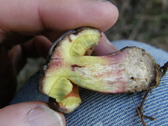 Boletus leptospermi