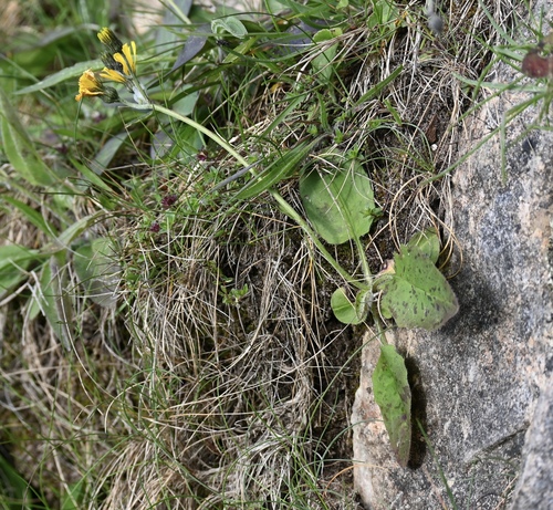 spreading-toothed hawkweed (Hieracium eucallum)