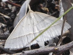 Epidesmia perfabricata