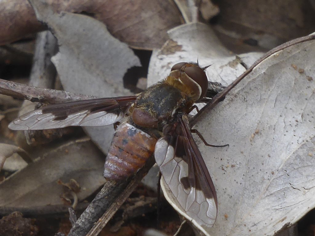 Ligyra sinuatifascia