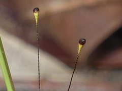 Suhpalacsa subtrahens