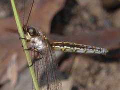 Suhpalacsa subtrahens