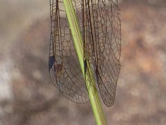 Suhpalacsa subtrahens