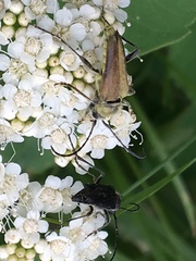 Lepturini