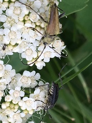Lepturini