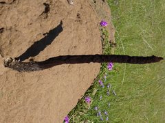 Podaxis beringamensis