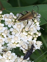 Lepturini
