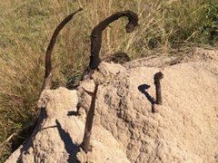 Podaxis beringamensis