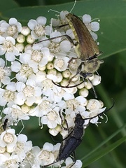 Lepturini