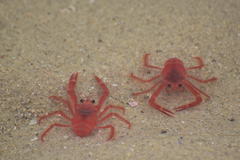 Grimothea planipes
