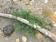 Chenopodium acuminatum virgatum