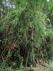 Bambusa stenostachya