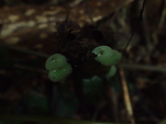 Mycena chlorophos