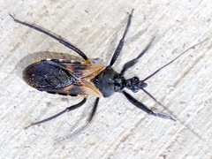 Catasphactes coprias