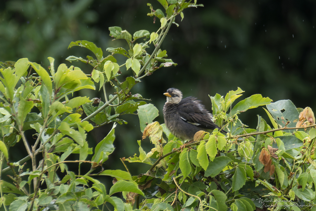 Great × Vinous-breasted Myna