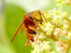 Polistes schach