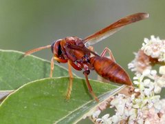 Polistes schach