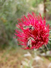 Trachusa timberlakei