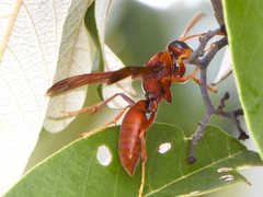 Polistes schach