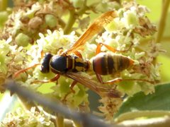 Polistes humilis synoecus