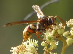 Polistes humilis synoecus
