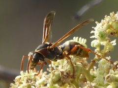 Polistes humilis synoecus