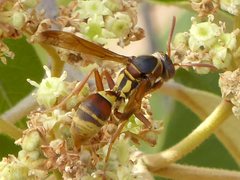 Polistes humilis synoecus