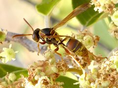 Polistes humilis synoecus