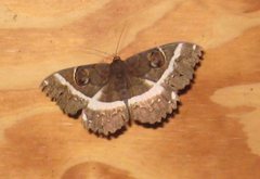 Erebus terminitincta