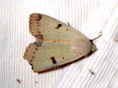Ophiusa parcemacula
