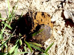 Pisolithus marmoratus